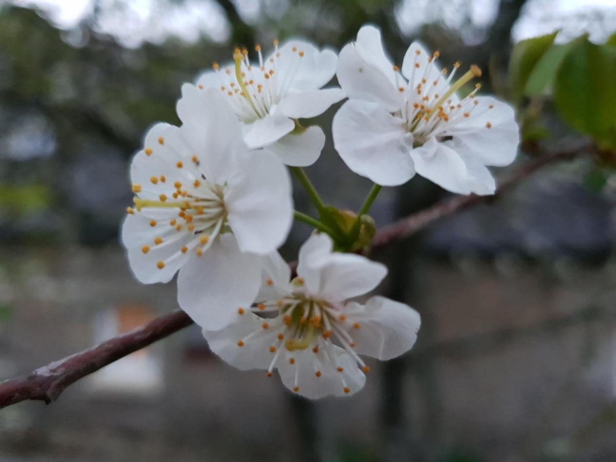 Couloumine Breizh Bed and Breakfast Saint-Aignan  Εξωτερικό φωτογραφία